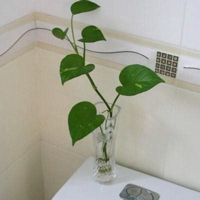 這個直接 放廁所的植物